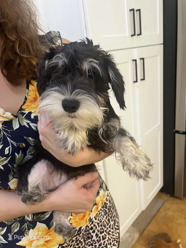 Casanova – Miniature Schnauzer puppy for sale in Sarasota, FL