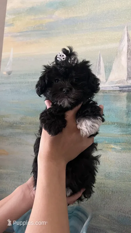 FiFi – Maltipoo puppy for sale in Sarasota, FL