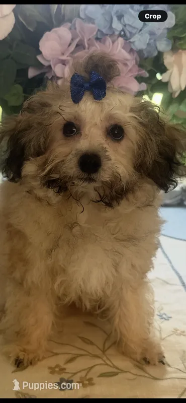 Teddy  – Maltipoo puppy for sale in Sarasota, FL