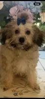 Teddy , a male Maltipoo for sale in Sarasota, FL – 1 of 2