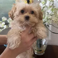 Maltipoo, a male Maltipoo for sale in Sarasota, FL – Photo 2 of 5