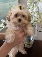 Maltipoo, a male Maltipoo for sale in Sarasota, FL – Photo 2 of 5