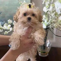 Maltipoo, a male Maltipoo for sale in Sarasota, FL – Photo 1 of 5