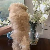 Maltipoo, a male Maltipoo for sale in Sarasota, FL – Photo 5 of 5