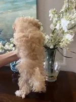 Maltipoo, a male Maltipoo for sale in Sarasota, FL – Photo 5 of 5