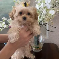 Maltipoo, a male Maltipoo for sale in Sarasota, FL – Photo 4 of 5