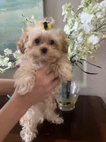 Maltipoo, a male Maltipoo for sale in Sarasota, FL – Photo 4 of 5