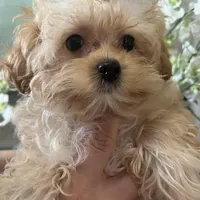 Maltipoo, a male Maltipoo for sale in Sarasota, FL – Photo 3 of 5