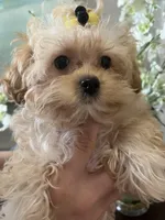 Maltipoo, a male Maltipoo for sale in Sarasota, FL – Photo 3 of 5
