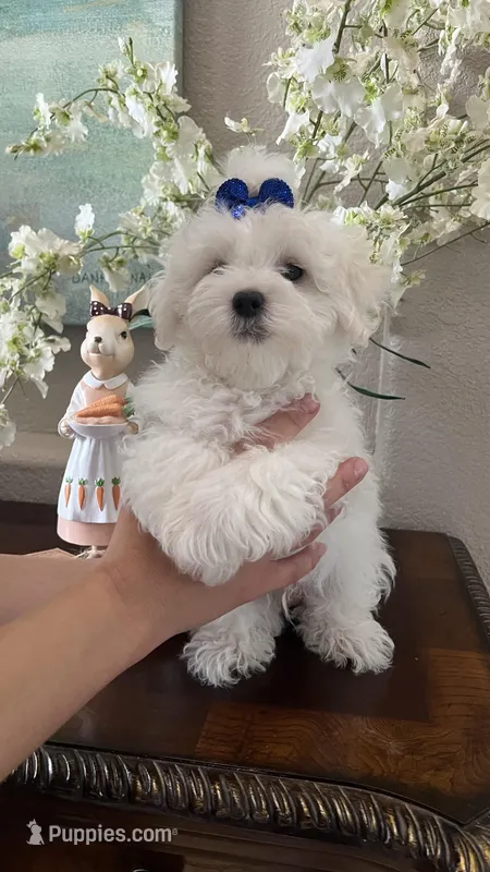 Joey – Maltipoo puppy for sale in Sarasota, FL