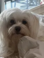 Junior, a male Maltipoo for sale in Sarasota, FL – 2 of 2