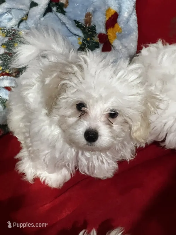 Junior – Maltipoo puppy for sale in Sarasota, FL