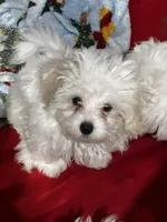 Junior, a male Maltipoo for sale in Sarasota, FL – 1 of 2