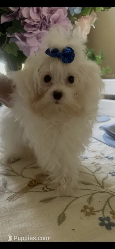 Mommy’s boy  – Maltese puppy for sale in Sarasota, FL