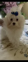 Mommy’s boy , a male Maltese for sale in Sarasota, FL – 1 of 1