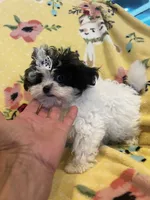 Mickey, a male Maltese and Poodle - Toy  for sale in Sarasota, FL – 1 of 4