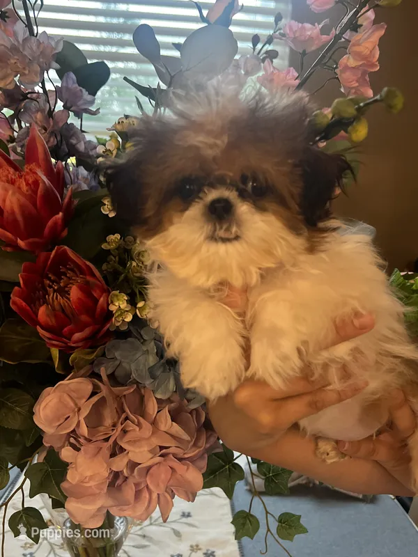 Rose  – Shih Tzu puppy for sale in Sarasota, FL