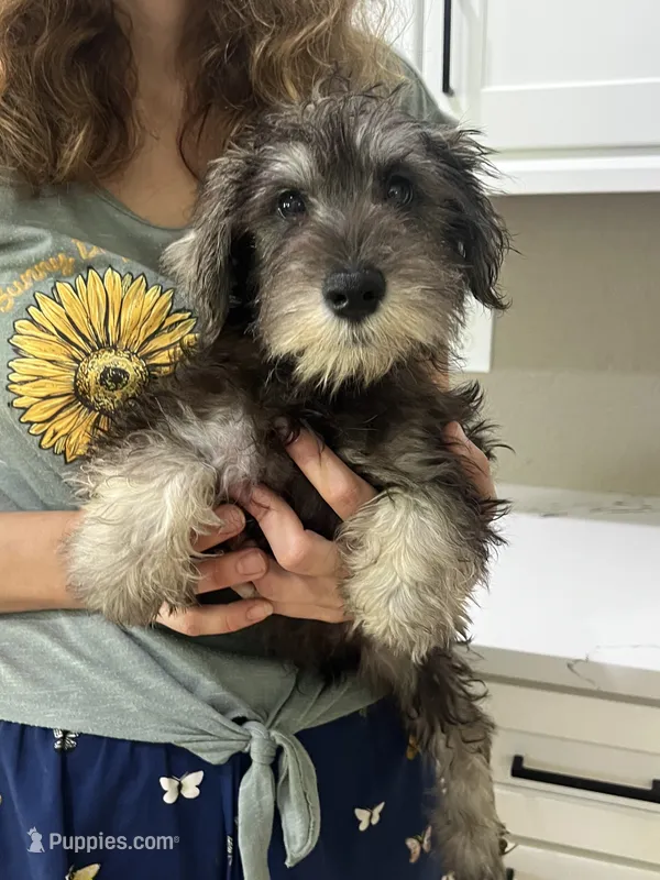 Gizmo – Miniature Schnauzer puppy for sale in Sarasota, FL