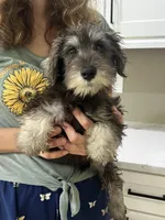 Gizmo, a male Miniature Schnauzer for sale in Sarasota, FL – 1 of 2
