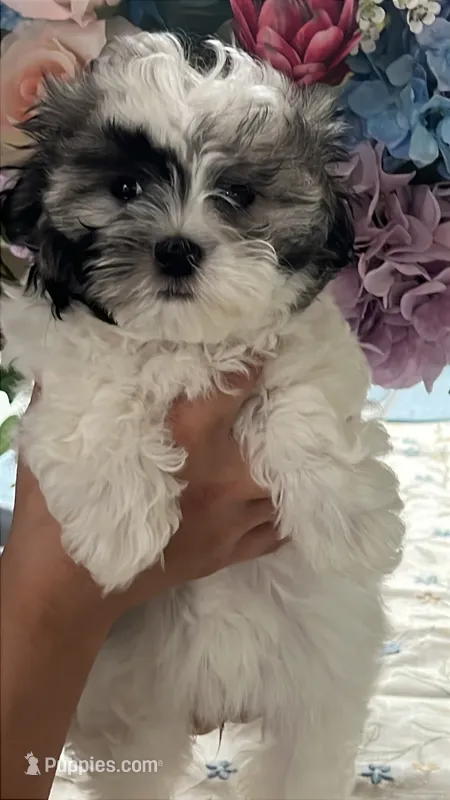 Thumper – Maltipoo puppy for sale in Sarasota, FL