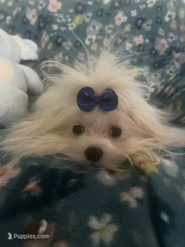 Prancer – Miniature Schnauzer puppy for sale in Sarasota, FL