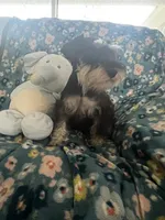 Heidi, a female Miniature Schnauzer for sale in Sarasota, FL – 2 of 2