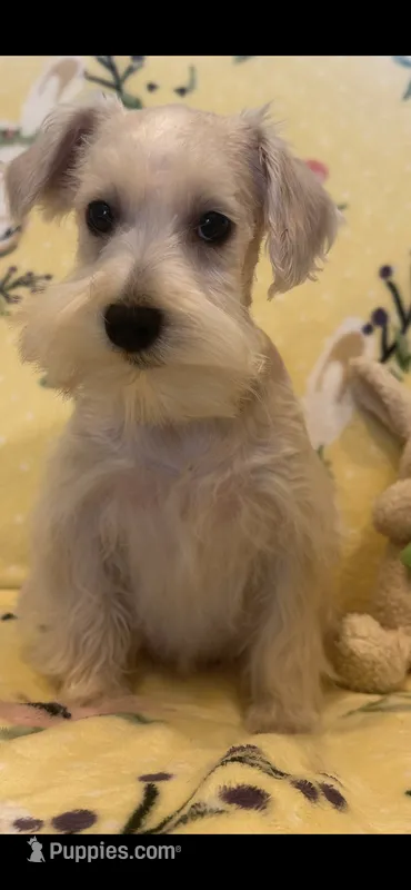 Cookie – Miniature Schnauzer puppy for sale in Sarasota, FL