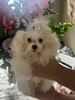 Milo, a male Maltese for sale in Sarasota, FL – 2 of 2