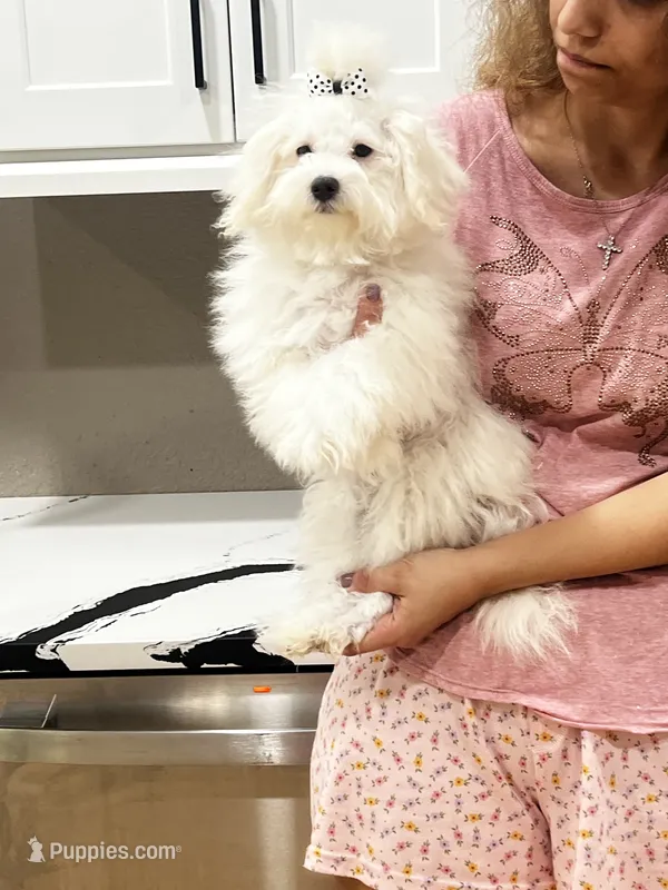 Bear  – Maltese, Poodle - Toy  puppy for sale in Sarasota, FL