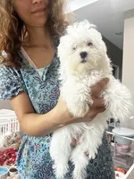 Charlie, a male Maltese and Poodle - Toy  for sale in Sarasota, FL – 3 of 3