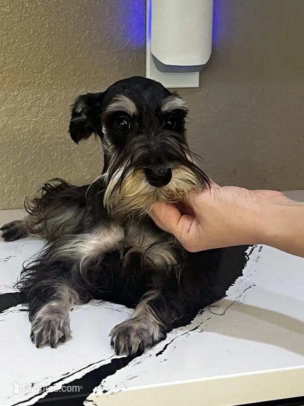 Daisy – Miniature Schnauzer puppy for sale in Sarasota, FL