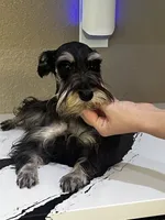 Daisy, a female Miniature Schnauzer for sale in Sarasota, FL – 1 of 1