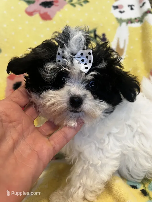 Tinkerbell – Maltese, Poodle - Toy  puppy for sale in Sarasota, FL
