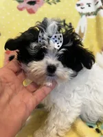 Mickey, a male Maltese and Poodle - Toy  for sale in Sarasota, FL – 4 of 4