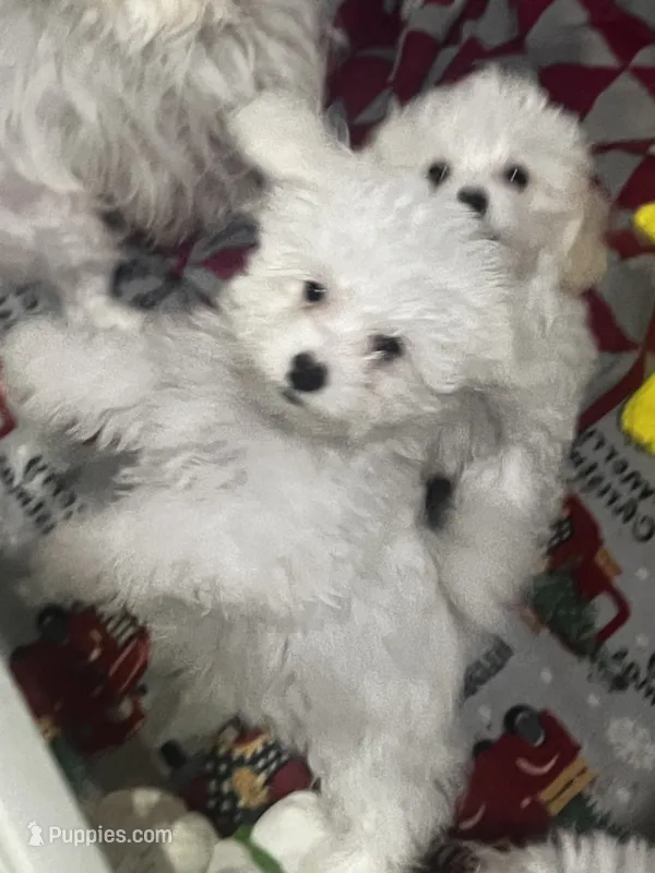 Charlie – Maltese, Poodle - Toy  puppy for sale in Sarasota, FL