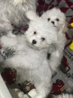 Charlie, a male Maltese and Poodle - Toy  for sale in Sarasota, FL – 2 of 3