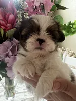 Lucky, a male Shih Tzu for sale in Sarasota, FL – 1 of 3
