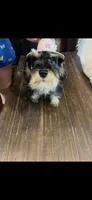 Ms. Diamond , a female Miniature Schnauzer for sale in Sarasota, FL – 2 of 2