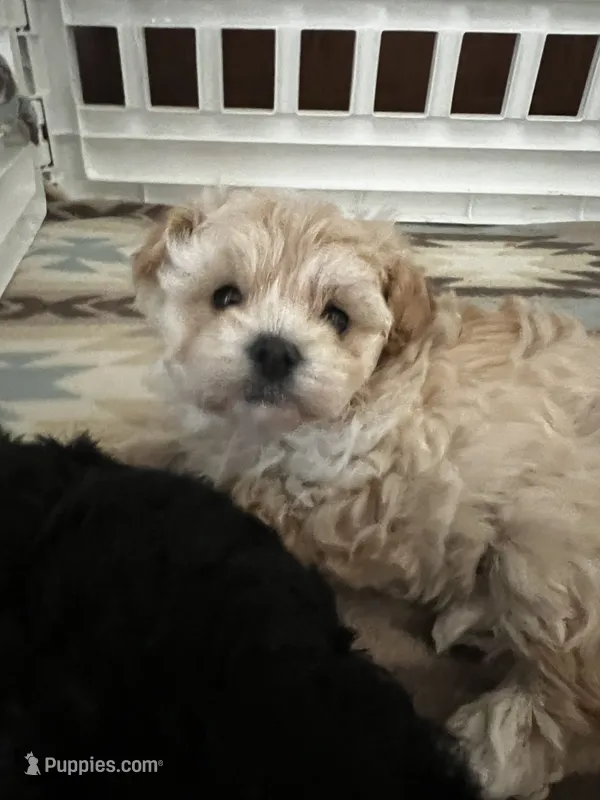 Darling – Maltipoo puppy for sale in Sarasota, FL