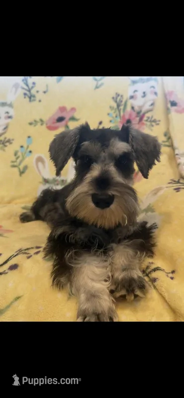 Scooby  – Miniature Schnauzer puppy for sale in Sarasota, FL