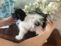 Oreo, a male Miniature Schnauzer for sale in Sarasota, FL – Photo 5 of 5