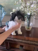 Oreo, a male Miniature Schnauzer for sale in Sarasota, FL – Photo 3 of 5