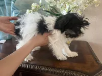 Oreo, a male Miniature Schnauzer for sale in Sarasota, FL – Photo 2 of 5