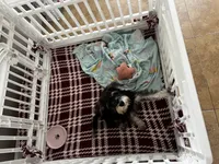 Snoopy jr , a male Miniature Schnauzer for sale in Sarasota, FL – 1 of 2