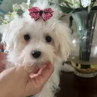 Prissy, a female Maltipoo for sale in Sarasota, FL – Photo 3 of 4