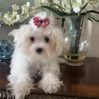 Prissy, a female Maltipoo for sale in Sarasota, FL – Photo 1 of 4