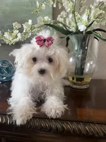 processed/e8500251-e669-44b7-a4bd-fc94882f3e4e/listing/f036c25e-9060-488b-b883-ce63a246cffb/0a7dd5d5-b8e9-4396-aab7-917932f1c05c