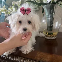 Prissy, a female Maltipoo for sale in Sarasota, FL – Photo 4 of 4