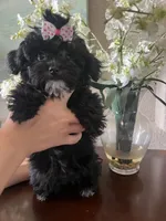 Summer, a female Yorkipoo for sale in Sarasota, FL – 3 of 5