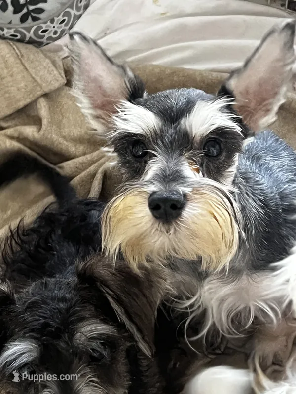 Bella  – Miniature Schnauzer puppy for sale in Sarasota, FL